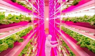 白天電腦種菜,晚上機器人值班,日本智慧農場讓人驚嘆!